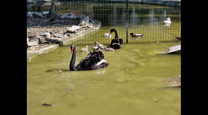 Cinci boboci de lebădă neagră pot fi admirați la Zoo Bucov - IMAGINI 