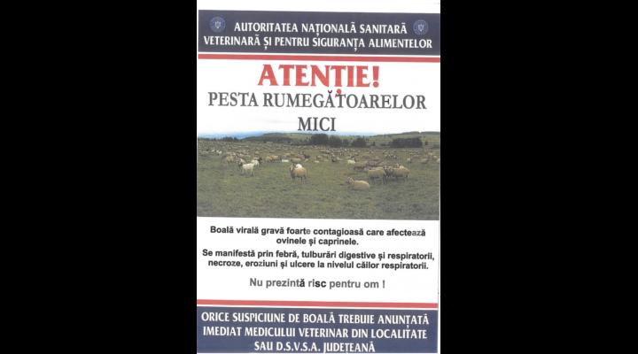 Primăria Comarnic, semnal de alarmă asupra riscului de pestă la rumegătoarele mici