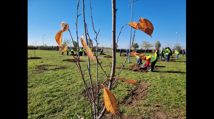 250 de cireși japonezi și 150 de frasini, plantați în Parcul Municipal Ploiești 