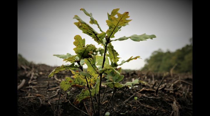 Regia Națională a Pădurilor – Romsilva va planta circa 3 milioane de puieți forestieri în campania de împăduriri de toamnă, regenerând 2.096 hectare fond forestier.