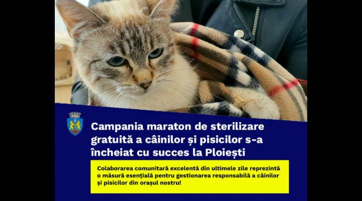 531 de animale au fost sterilizate gratuit în ultimele zile, la Ploiești