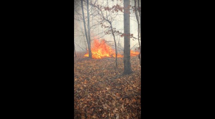 Aproximativ patru sute de angajati ai Romsilva, implicati in actiunile de stingere a incendiilor de padure