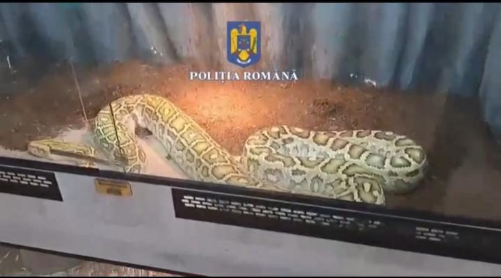 Un prahovean detinea ilegal specii protejate: serpi, tarantule sau scorpioni