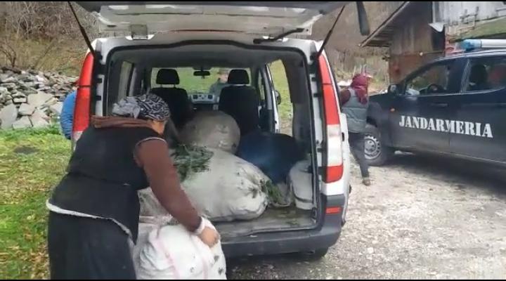 Au început furturile de sezon! Mai multe persoane prinse la furat de crengi de brad, în Sinaia - VIDEO