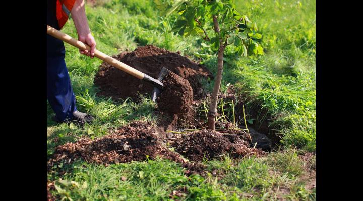 Acțiune de amploare, sâmbătă, la Lipănești. Localnicii și voluntarii sunt invitați să planteze 15.000 de copaci