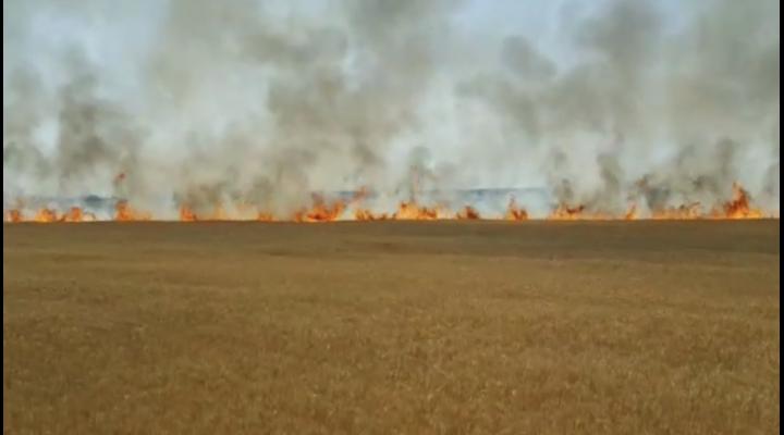 A început sezonul incendiilor de vegetație uscată! 4 ha de grâu au ars la Ariceștii Rahtivani " VIDEO