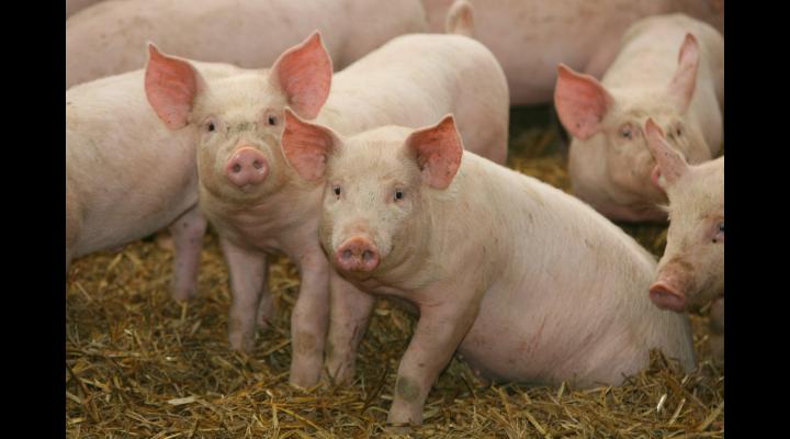 DSV Prahova: masurile care trebuie respectate pentru prevenirea raspandirii pestei porcine africane