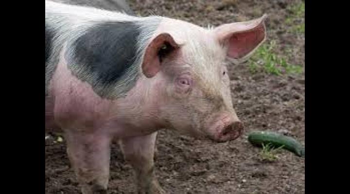 Pesta porcina africana, aproape de Prahova. Politistii din Dambovita au intocmit dosar penal