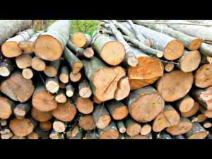 Ce cantitate de lemne de foc mai are in stoc Directia Silvica Prahova