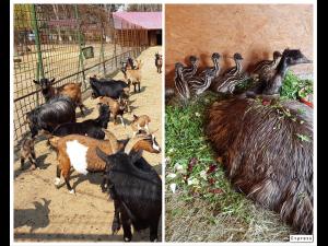 Noi atracții la Zoo Bucov: pui de Emu și iezi - FOTO