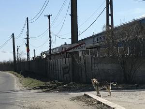 Primăria comunei Filipeștii de Pădure caută soluții pentru câinii fără stăpân