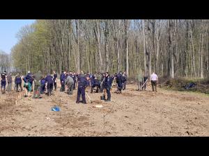 Jandarmii prahoveni au participat la  acțiunea de plantare arbori
