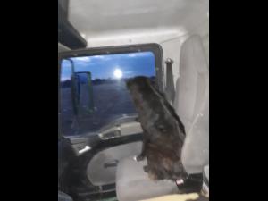 Ancheta a Politiei Prahova. Un cetatean a sunat la 112 si a anuntat ca mai multi caini sunt vanati