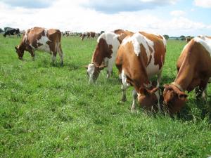 Crescătorii de animale din Gorgota pot închiria pășuni din localitate. Afla aici condițiile!