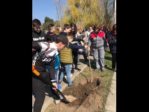 Elevii din Câmpina au plantat, sâmbătă, în diferite zone ale orașului, 150 de arbori meliferi