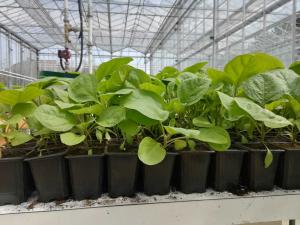 Ploiești: s-a aprobat deschiderea pieței agroalimentare Decebal, pentru comercializarea de răsaduri