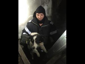 Întâmplare incredibila aseara la Magureni! O cațelușa a fost salvată din subsolul unei clădiri dezafectate, după ce un alt câine a anunțat un trecător! Puii o așteptau afară pe mamă! FOTO