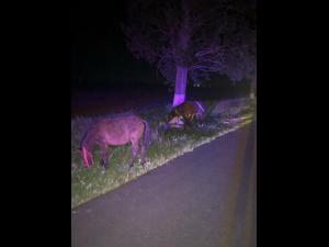 FOTO: A lovit cu masina o caruta si a fugit de la locul accidentului. La scurt timp, insa, a si fost prins de politie