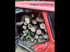 FOTO Barbat prins de jandarmi ca transporta ilegal lemne la Ditesti