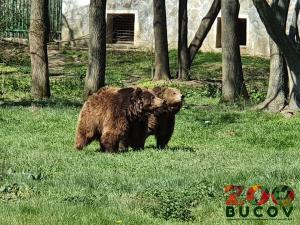 Gradina Zoologica Bucov se deschide maine, 19 mai