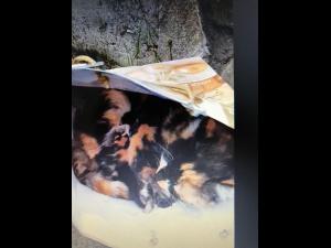 Poliția face verificări după ce o femeie a fost filmată când abandona mai mulți pui de pisică