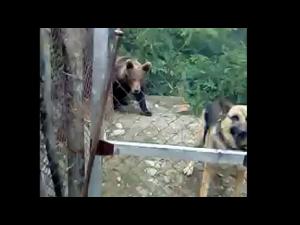 Un urs a apărut în Bertea/Oamenii au fost avertizați prin RO ALERT