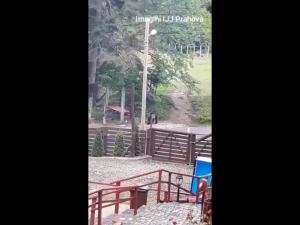 Urșii, din ce în ce mai des în localități în căutare de hrană