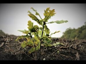 Romsilva a plantat peste 27 milioane de puieti forestieri in campania de impaduriri de primavara