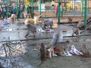 FOTO Animalele de la ZOO, răsfățate/Ce daruri le-a adus ... Moș Crăciun