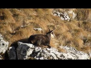 O capră neagră, surprinsă când se bucura de razele soarelui în parcul Natural Bucegi