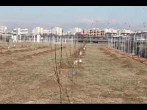 Prima “Livada didactica” din tara plantata la Ploiesti/ Ce soiuri de pomi are