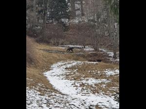 Un nou RO-ALERT semnaleaza prezenta unui urs in Sinaia