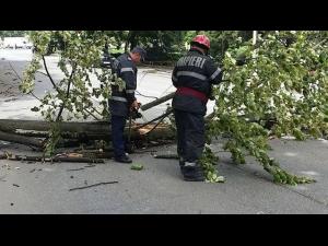 Un copac a căzut pe firele electrice, în Sinaia