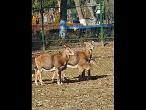 Noi locatari la Zoo Bucov/ Vizitatorii pot admira pui de mufloni si de la oile de Camerun