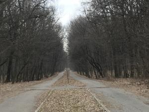 O zonă de promenadă va fi amenajată în pădurea din Păulești/ Primarul a rezolvat situația juridică a aleilor