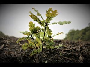 Debutul Lunii Plantarii Arborilor este marcat de Romsilva prin actiuni de impadurire