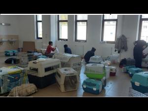 Campania gratuită de sterilizări pentru câini și pisici din Ploiești a fost prelungită