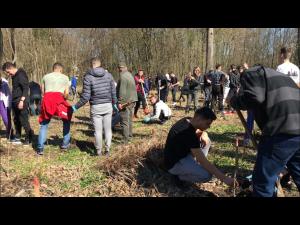 VIDEO/FOTO – Acțiune de plantare, astăzi, în Pădurea Gherghița, aflată în administrarea Direcției Silvice Prahova