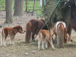 Gradina Zoologica Bucov, deschisa si in ziua de Paste - FOTO