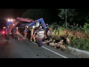 VIDEO: 100 de oi moarte si aproape 500 salvate, dupa ce camionul in care erau transportate s-a rasturnat la Maneciu