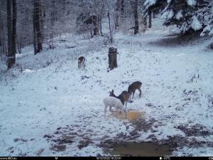 Apariție inedită în pădure/O căprioară complet albă a fost surprinsă la un punct de hrănire din Bucegi