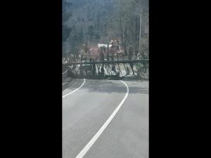 UPDATE: Drumul a fost deblocat! Trafic blocat pe DN1, zina Sinaia, din cauza unui copac cazut pe carosabil