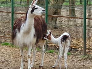 Se cauta nume pentru pentru un pui de lama de la Zoo Bucov