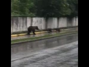 VIDEO-Ursii se plimba nestingheriti pe strazile din Azuga, fie noapte, fie zi