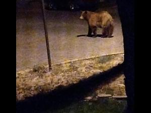 FOTO - Urs vazut, noaptea trecuta, in Ploiesti/ Cetatenii au primit si Ro-Alert