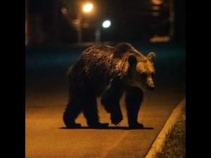 Mesaje RO-ALERT pentru a semnala prezența unor ursi în zonele locuite din Azuga, Măneciu și Bușteni