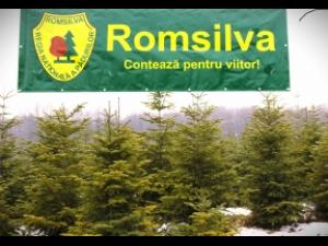 Romsilva pune la vanzare peste 20 de mii de pomi de Craciun in sezonul sarbatorilor de iarna