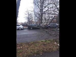 Un copac a căzut peste mașini, pe strada Andrei Mureșan - FOTO 