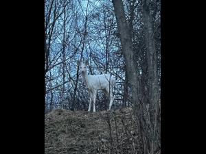 O căprioară  albă, surprinsă în imagini în zona stațiunii Bran - FOTO