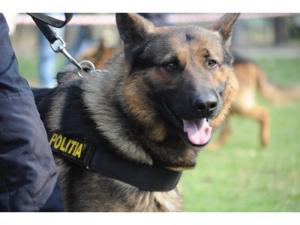 Politia Prahova angajează un conductor de câini/ Vezi criteriile de recrutare 